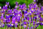 When Do Irises Bloom?