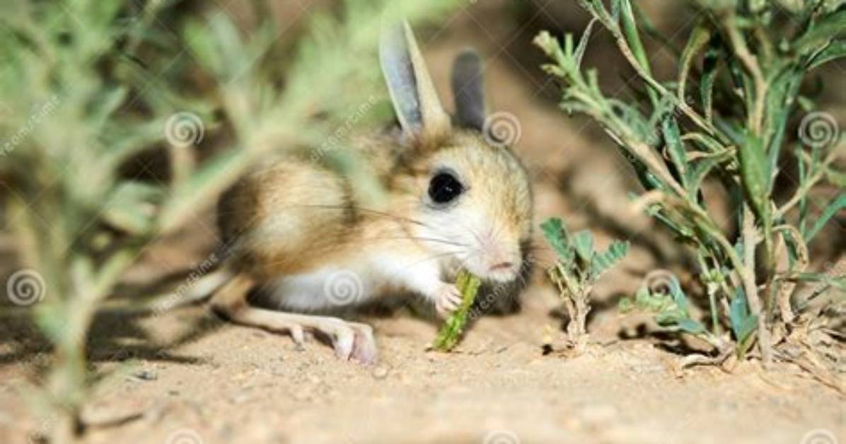 When Do Jerboas Eat?