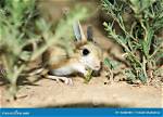 When Do Jerboas Eat?