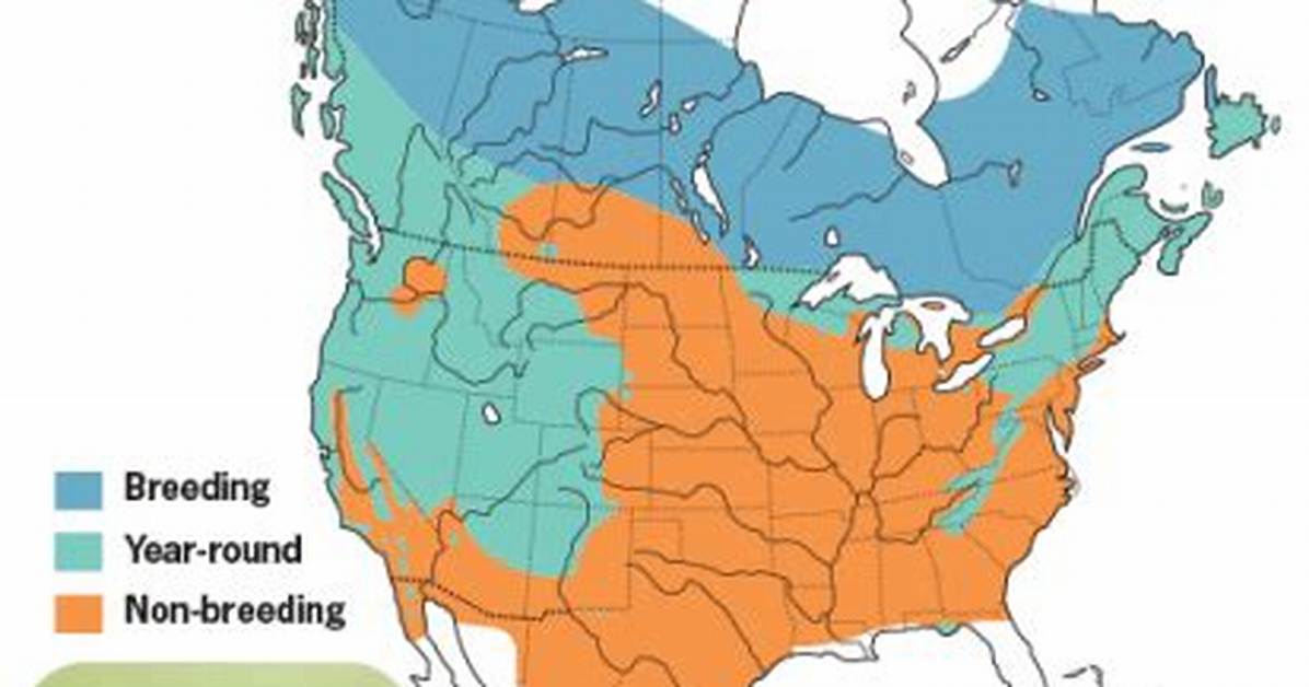When Do Juncos Migrate?
