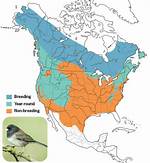 When Do Juncos Migrate?