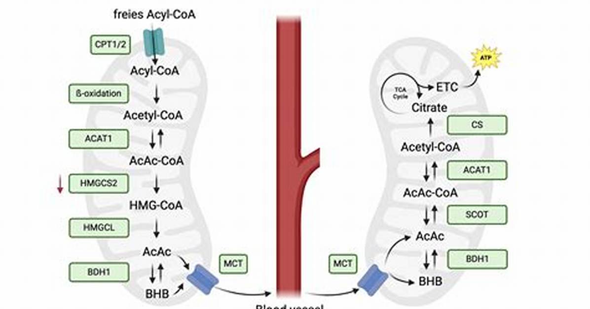 When Do Ketogenesis Occur?