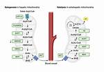 When Do Ketogenesis Occur?