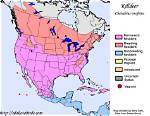 When Do Killdeer Migrate?