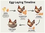 When Do Kinglets Lay Eggs?