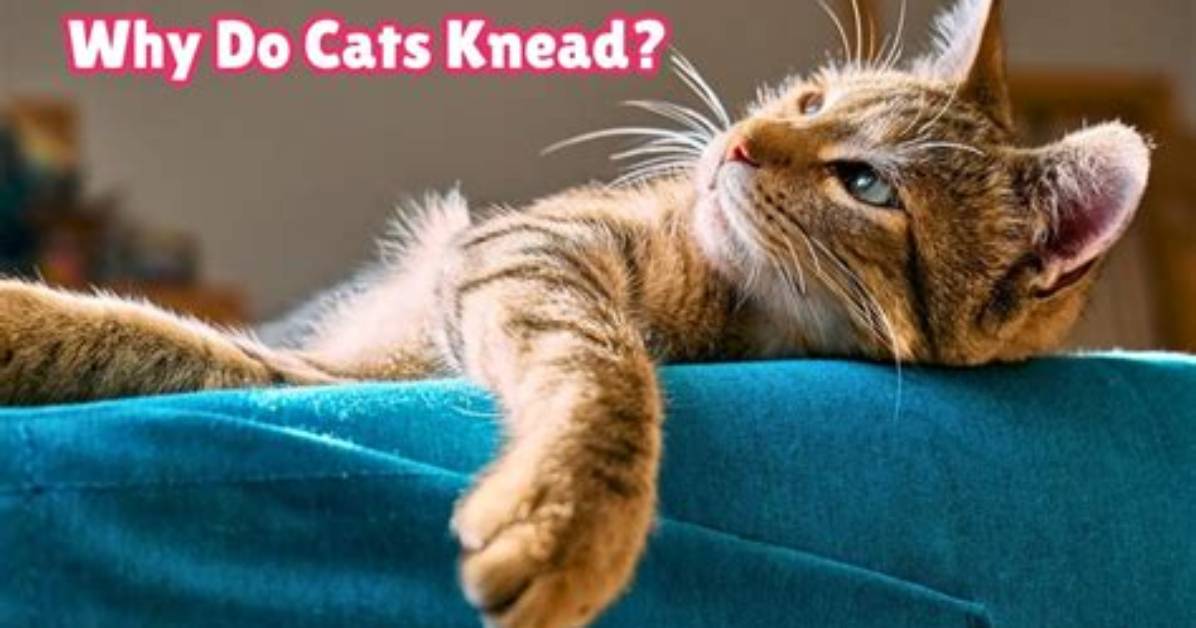 When Do Kittens Start Kneading?