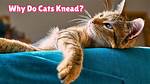 When Do Kittens Start Kneading?