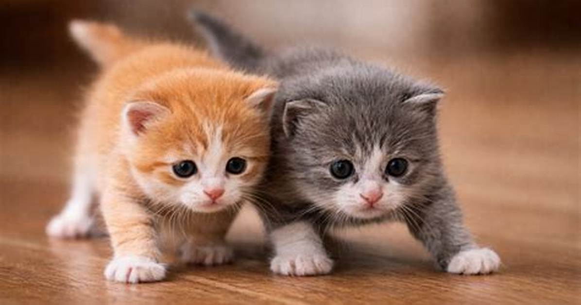 When Do Kittens Start Pooping
