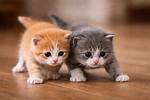 When Do Kittens Start Pooping