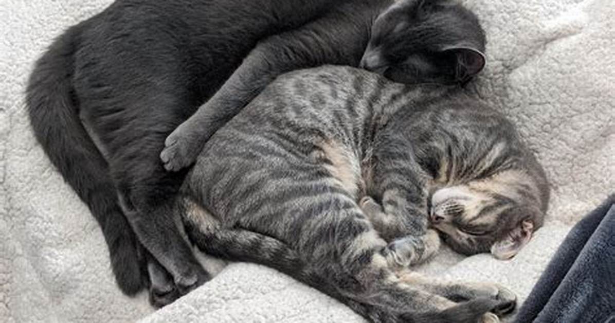 When Do Kittens Stop Snuggling?