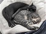 When Do Kittens Stop Snuggling?