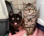 When Do Kittens Walk Around?