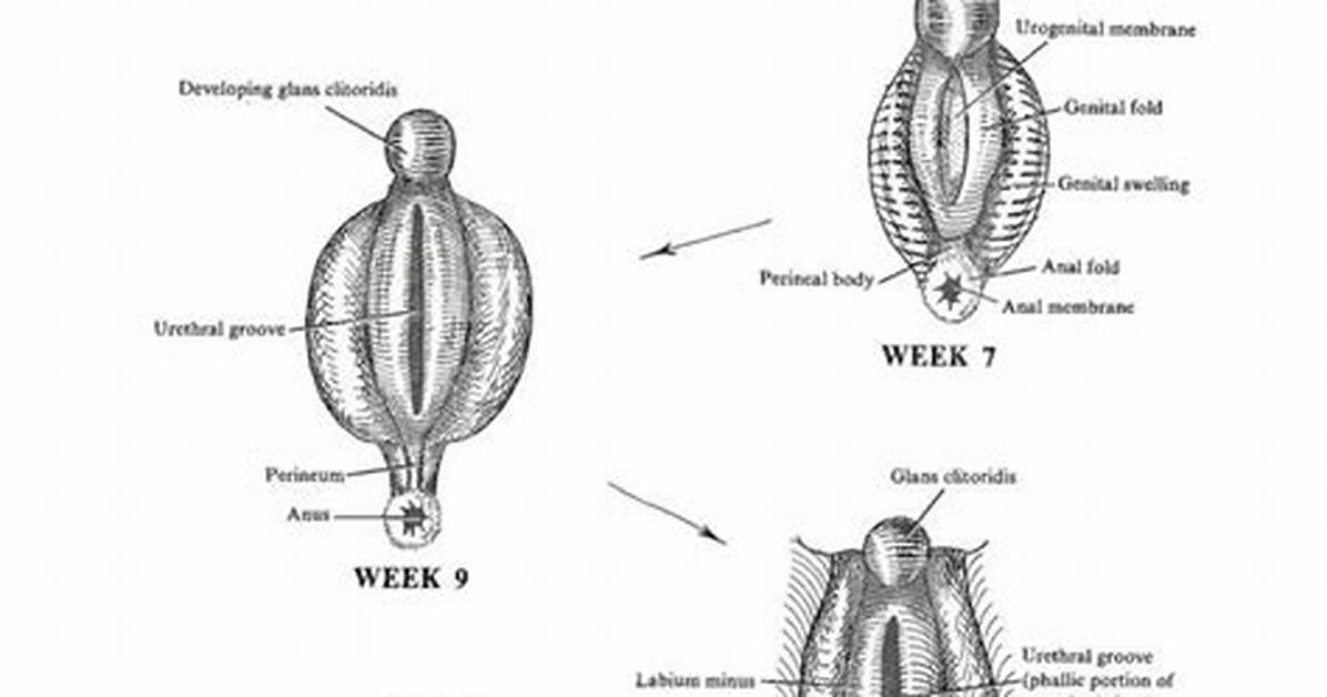 When Do Labia Minora Develop?
