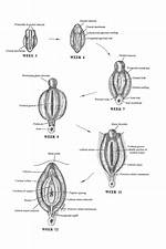 When Do Labia Minora Develop?