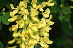 When Do Laburnums Flower?