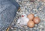 When Do Lanner Falcon Lay Eggs?