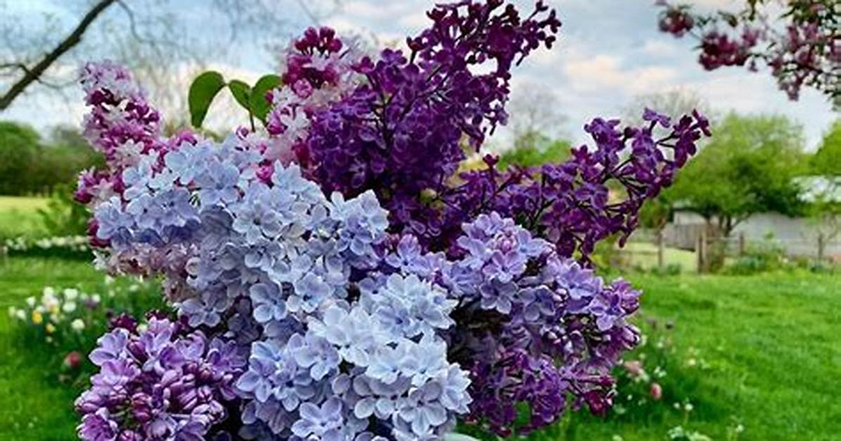 When Do Lilacs Bloom