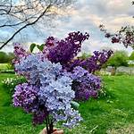 When Do Lilacs Bloom