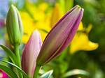 When Do Lilies Bloom