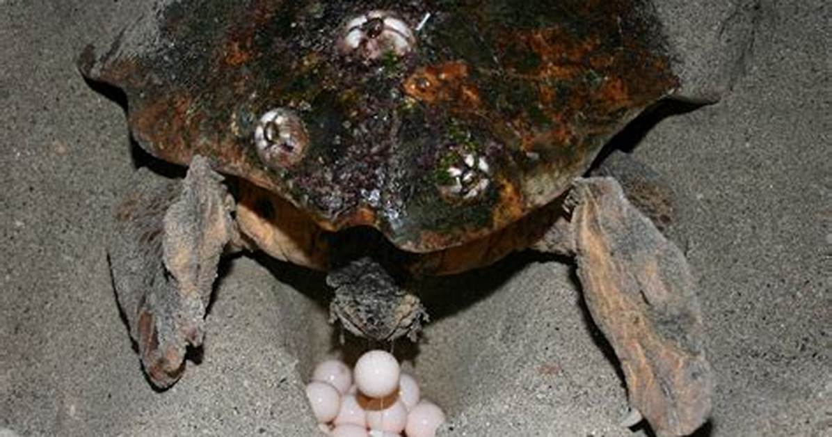 When Do Loggerhead Turtles Lay Eggs?