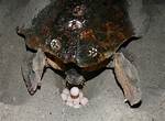 When Do Loggerhead Turtles Lay Eggs?