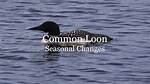 When Do Loons Migrate South?