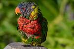 When Do Lorikeets Moult?