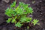 When Do Lupines Sprout?