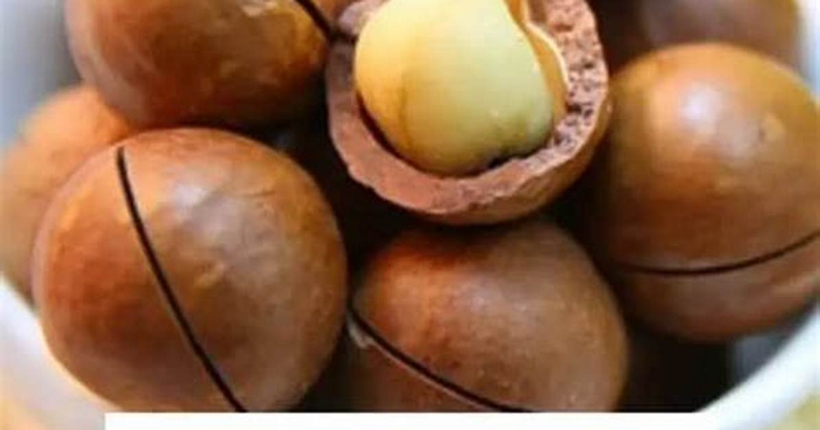 When Do Macadamia Nuts Grow?