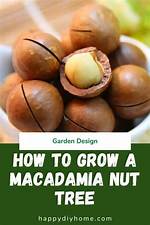When Do Macadamia Nuts Grow?