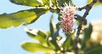 When Do Macadamias Flower?