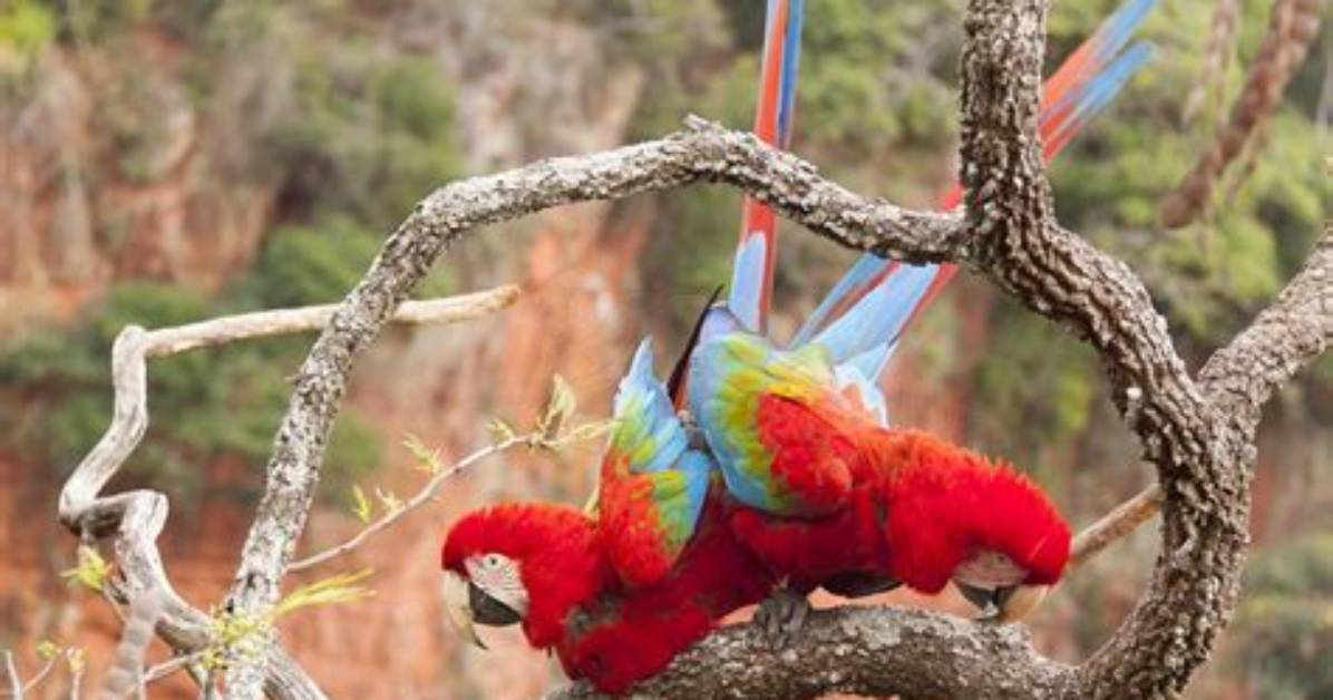 When Do Macaws Mate?