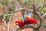 When Do Macaws Mate?