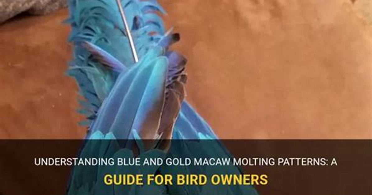 When Do Macaws Molt?