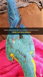 When Do Macaws Molt?