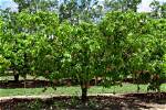 When Do Mangoes Grow?