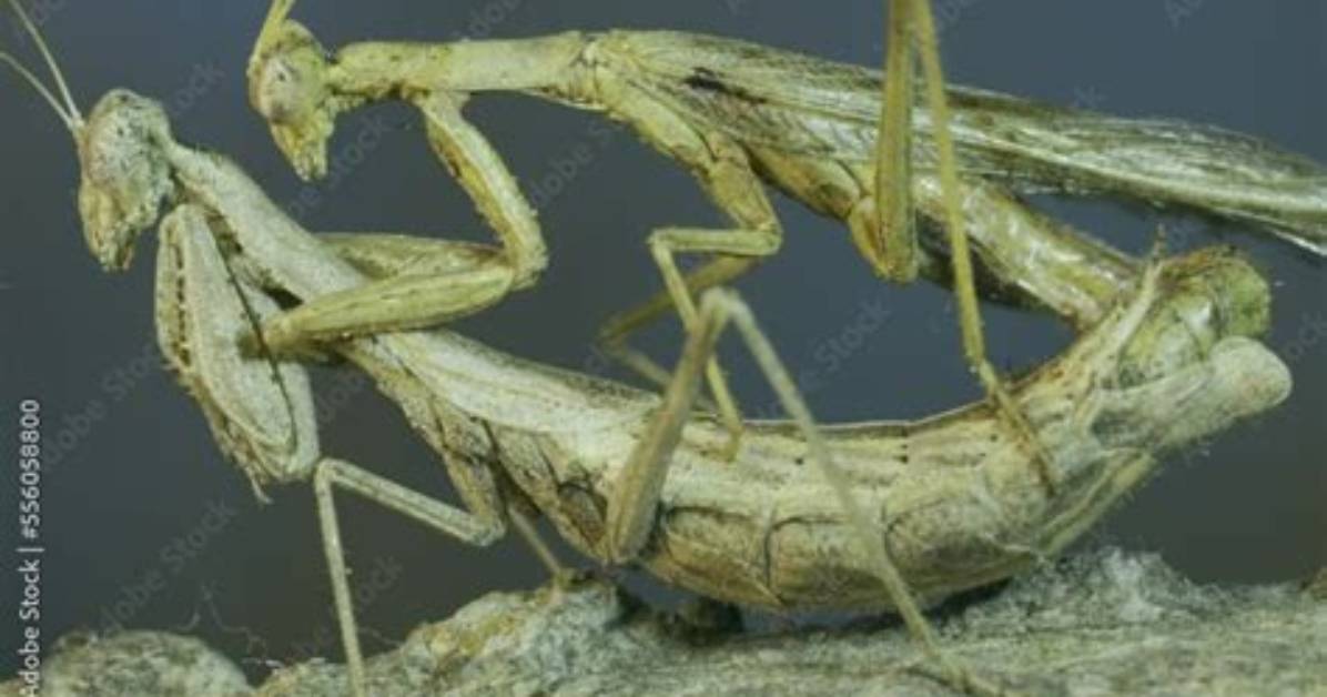 When Do Mantis Mate?