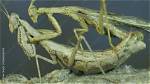 When Do Mantis Mate?