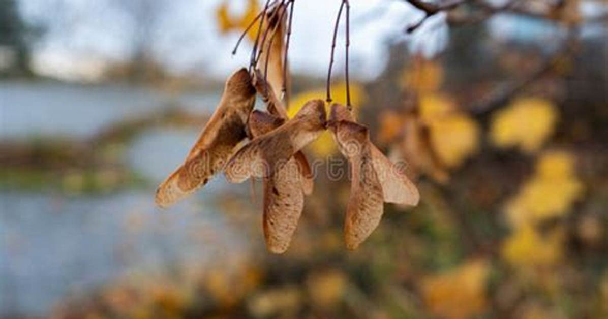When Do Maple Samaras Fall?