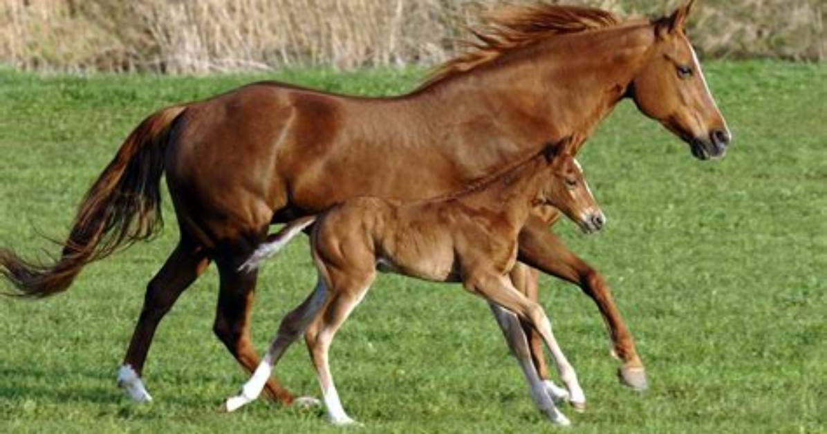 When Do Mares Foal?
