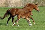 When Do Mares Foal?