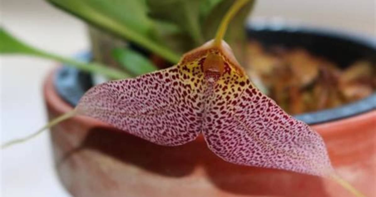 When Do Masdevallia Orchids Bloom?