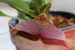 When Do Masdevallia Orchids Bloom?