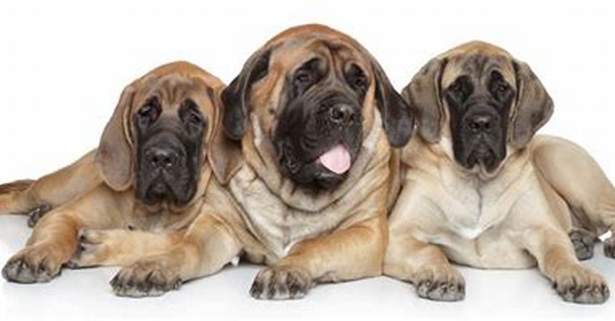 When Do Mastiffs Stop Growing?