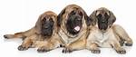 When Do Mastiffs Stop Growing?