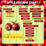 When Do May Apples Ripen?