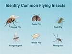 When Do May Bugs Fly?