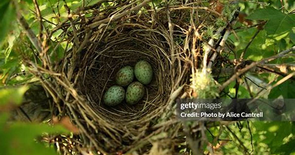 When Do Mockingbirds Nest?