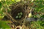 When Do Mockingbirds Nest?