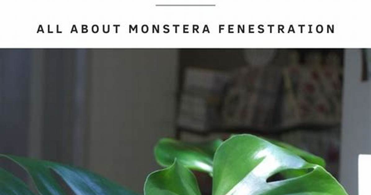 When Do Monstera Leaves Split